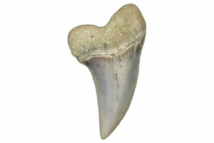 Fossil Shark Tooth (Carcharodon planus) - Bakersfield, CA #306834